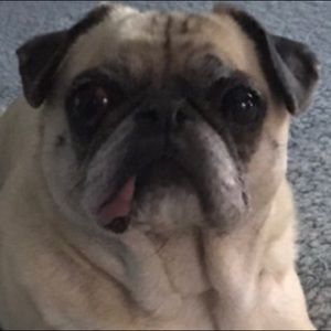 Meet your Posher, Sam